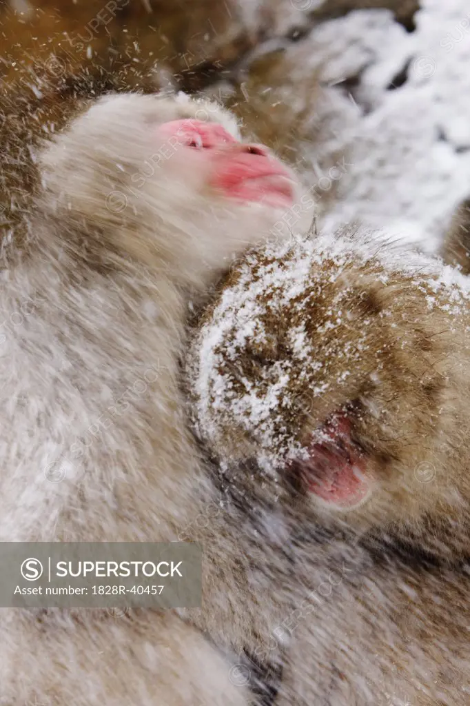 Japanese Macaques in Snow, Jigokudani Onsen, Nagano, Japan   