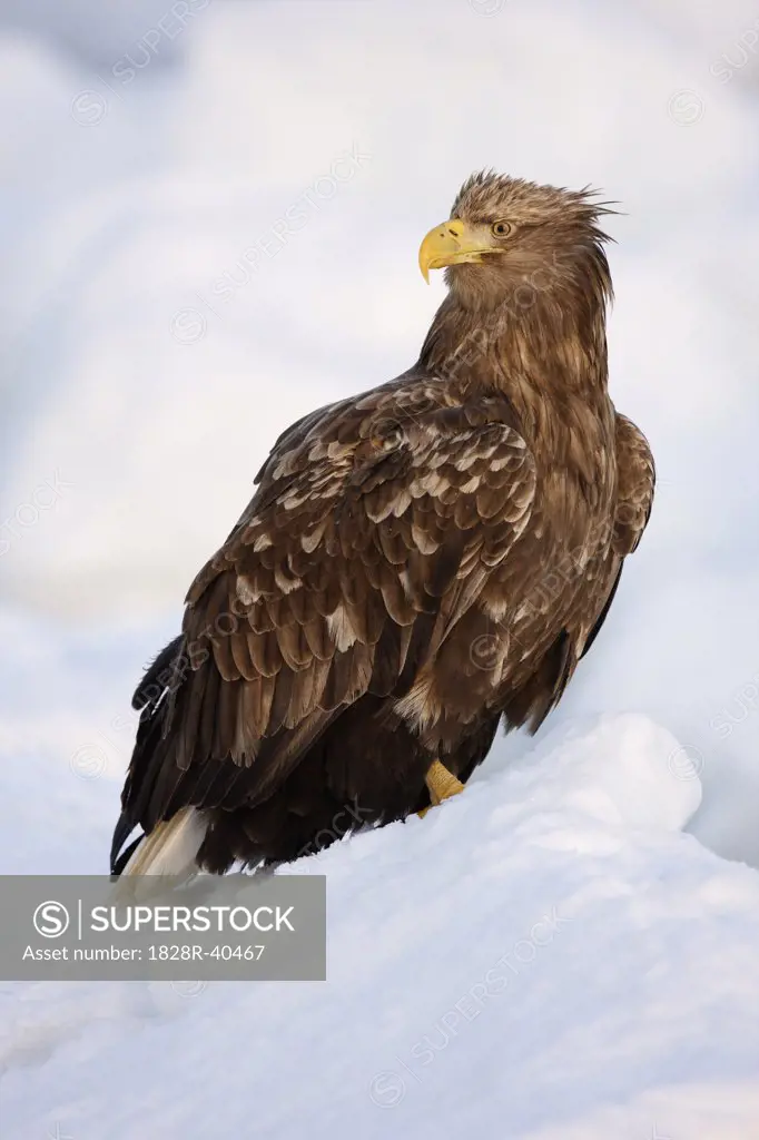 White-tailed Eagle on Ice Floe, Nemuro Channel, Shiretoko Peninsula, Hokkaido, Japan   