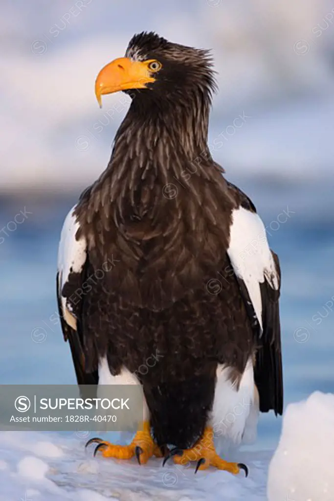 Steller's Sea Eagle, Nemuro Channel, Shiretoko Peninsula, Hokkaido, Japan   