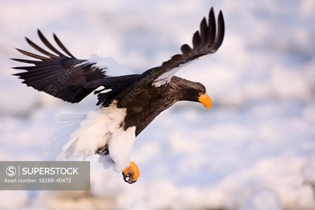 Steller's Sea Eagle Flying, Nemuro Channel, Shiretoko Peninsula, Hokkaido, Japan   