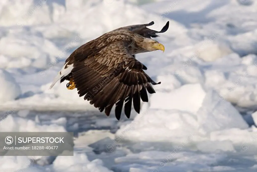 White-tailed Eagle in Flight, Nemuro Channel, Shiretoko Peninsula, Hokkaido, Japan   