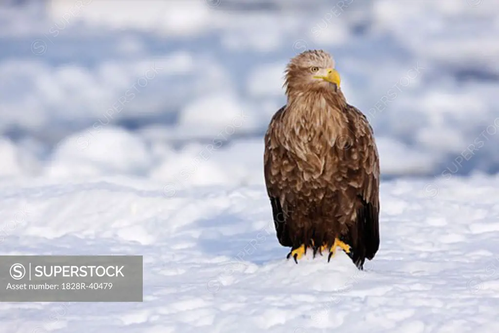 White-tailed Eagle, Nemuro Channel, Shiretoko Peninsula, Hokkaido, Japan   