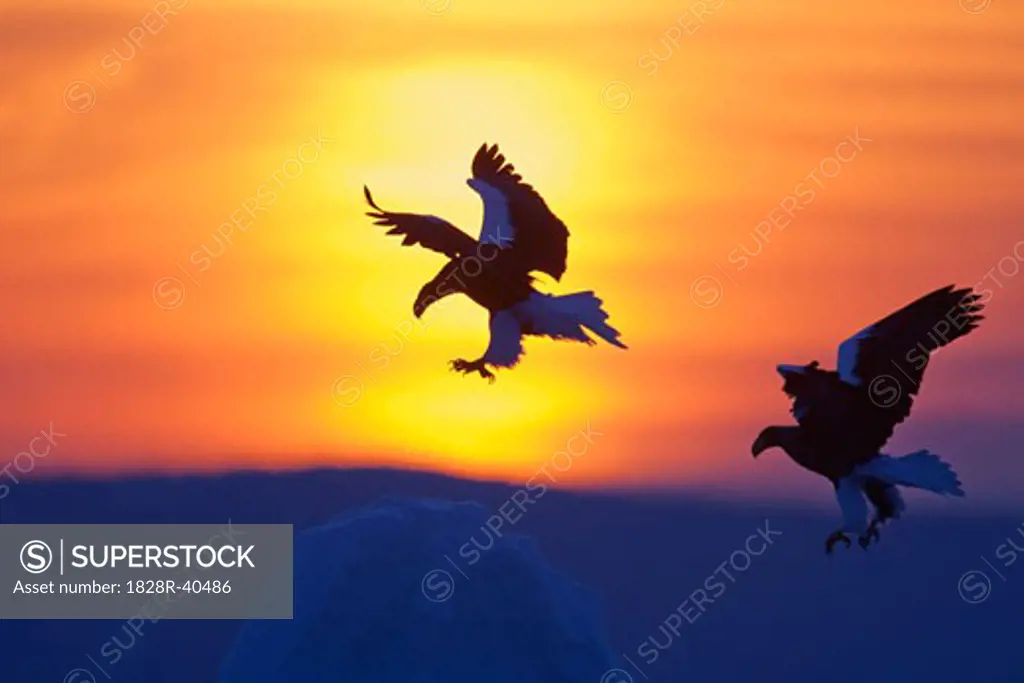 Two Eagles at Sunset, Nemuro Channel, Hokkaido Prefecture, Japan