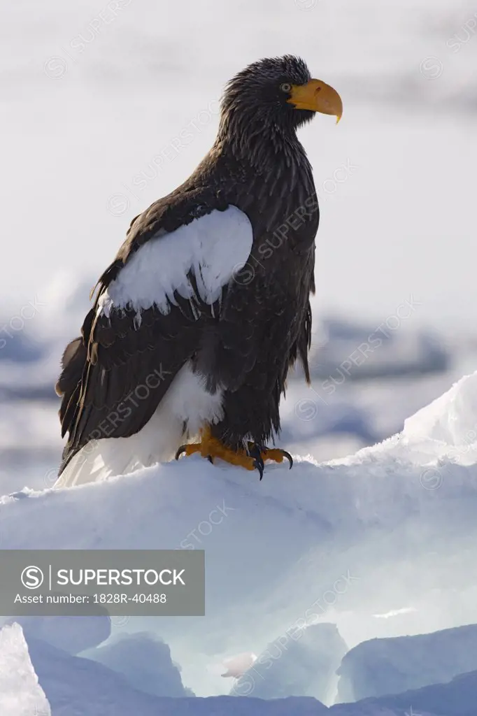Steller's Sea Eagle on Ice Floe, Nemuro Channel, Shiretoko Peninsula, Hokkaido, Japan   