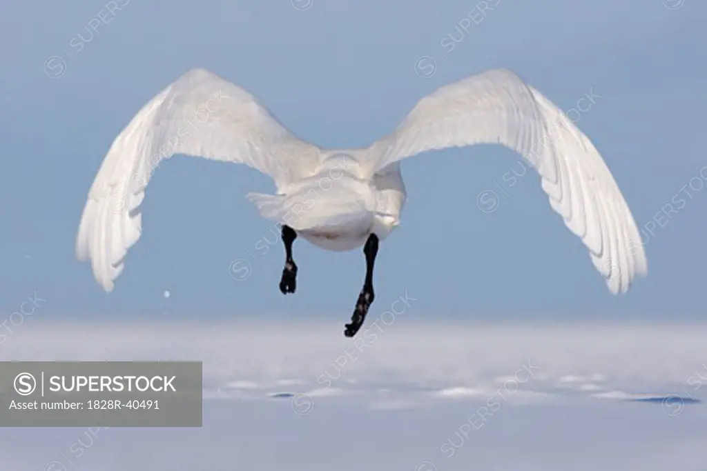 Whooper Swan in Flight, Shiretoko Peninsula, Hokkaido, Japan   