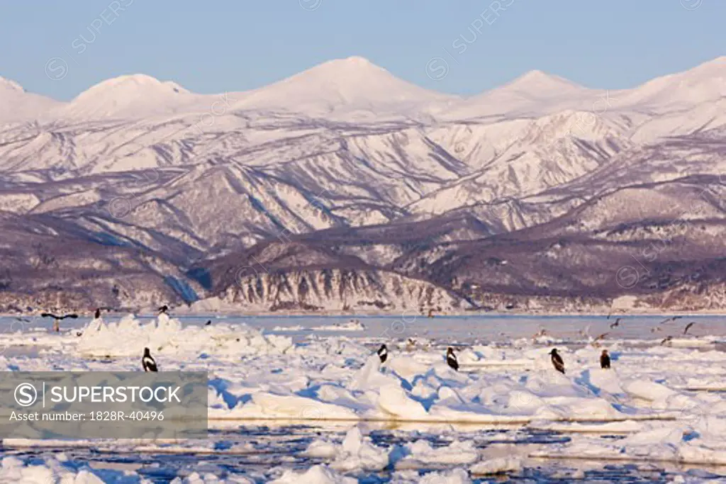Steller's Sea Eagles and White- Tailed Eagles on Ice Floe, Nemuro Channel, Shiretoko Peninsula, Hokkaido, Japan   