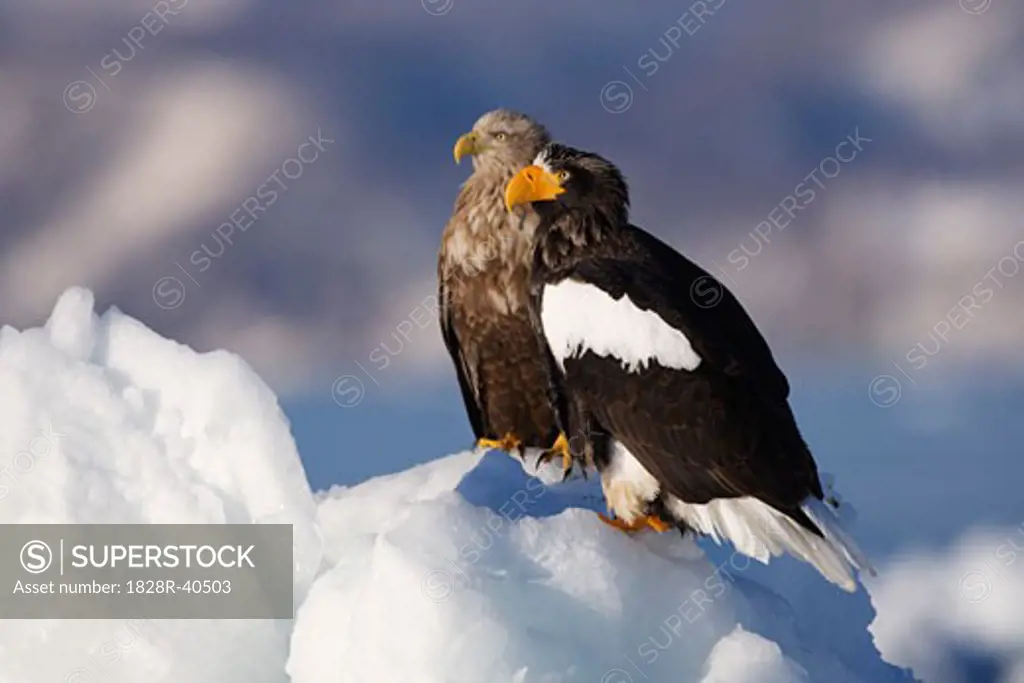 White-tailed Eagle and Steller's Sea Eagle, Nemuro Channel, Shiretoko Peninsula, Hokkaido, Japan   