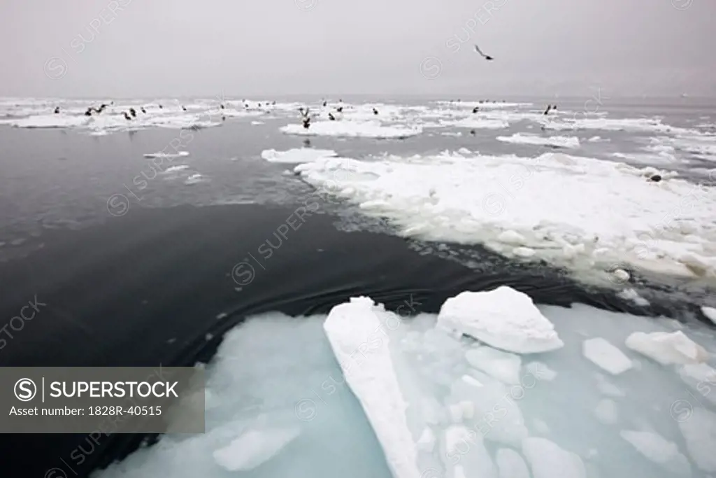 Steller's Sea Eagles on Ice Floes Nemuro Channel, Shiretoko Peninsula, Hokkaido, Japan   