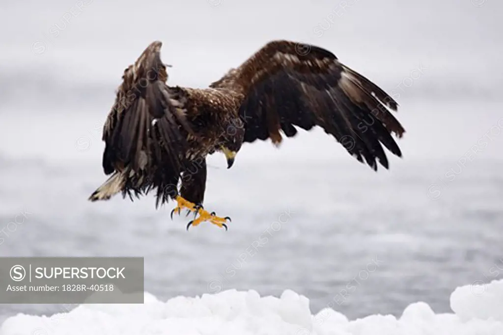 White-tailed Eagle Landing on Ice Floe, Nemuro Channel, Shiretoko Peninsula, Hokkaido, Japan   
