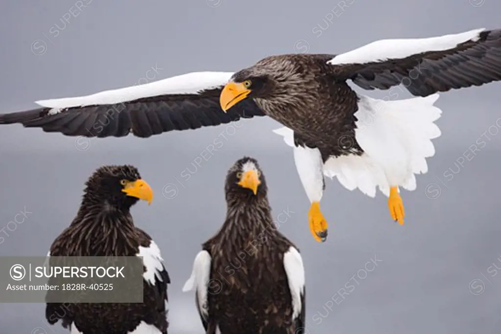 Steller's Sea Eagles, Nemuro Channel, Shiretoko Peninsula, Hokkaido, Japan   