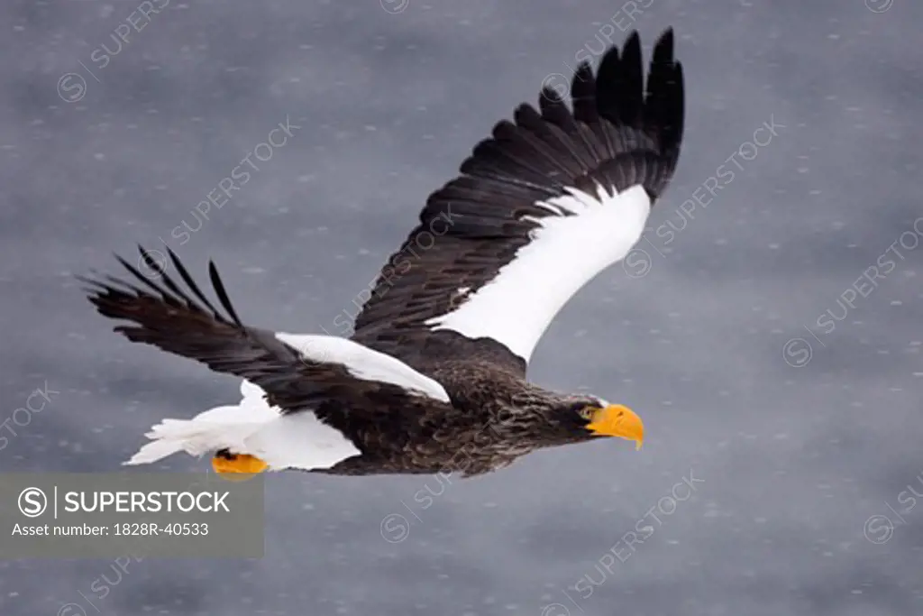 Steller's Sea Eagle in Flight, Nemuro Channel, Shiretoko Peninsula, Hokkaido, Japan   