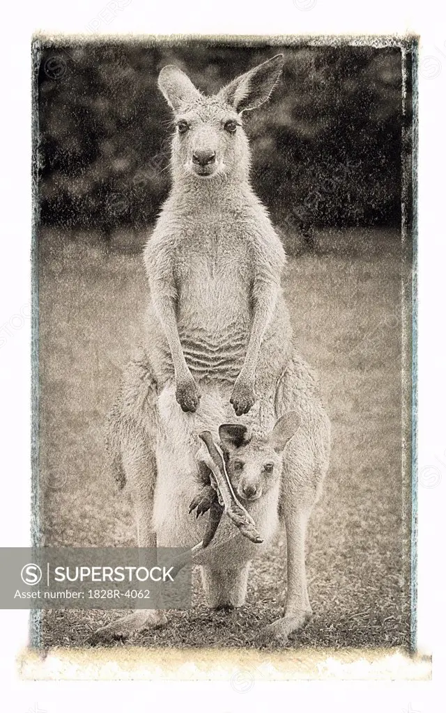 Portrait of Kangaroo with Joey in Pouch Queensland, Australia   