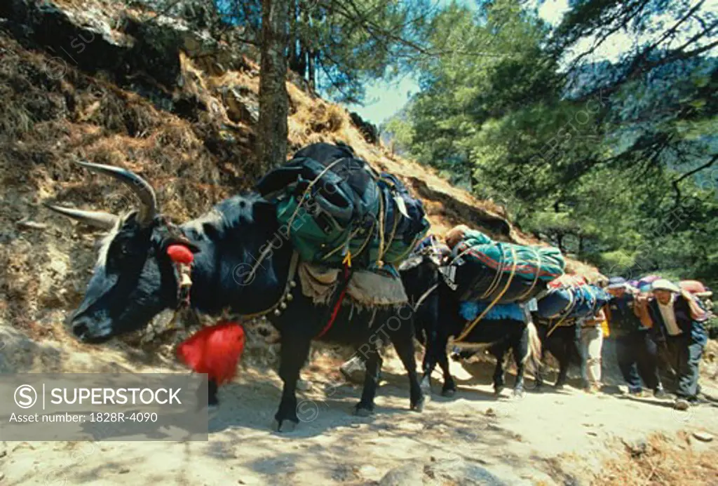 Yaks Carrying Loads Up Hillside Khumbu Region, Nepal   