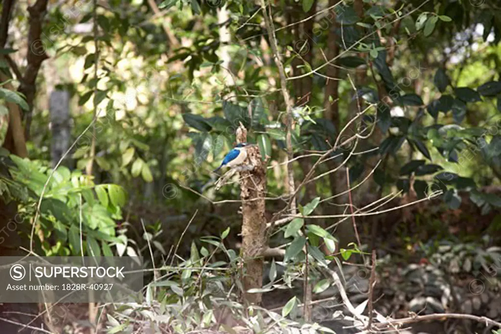 Bird, Mekong Delta, Vietnam   