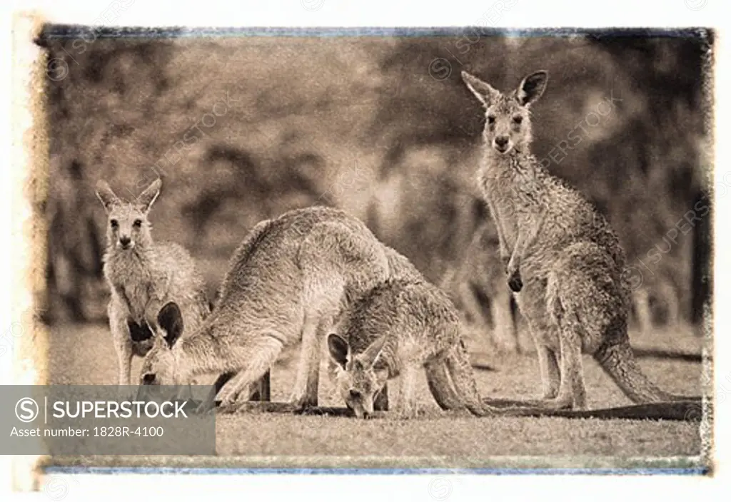 Four Kangaroos in Field Queensland, Australia   