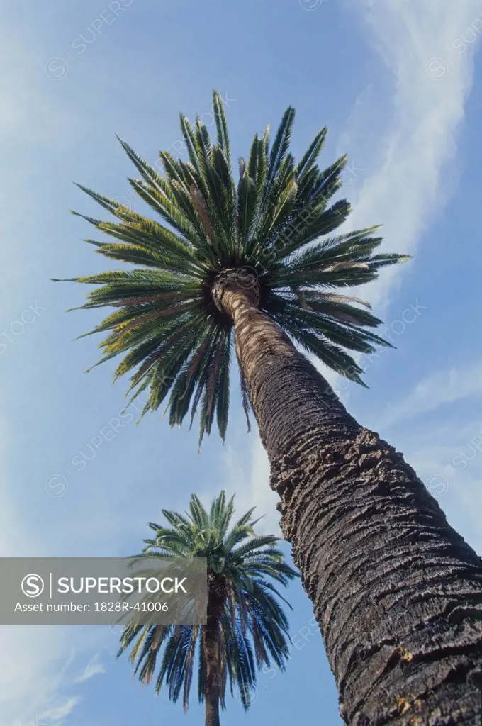 Palm Trees Against Blue Sky   