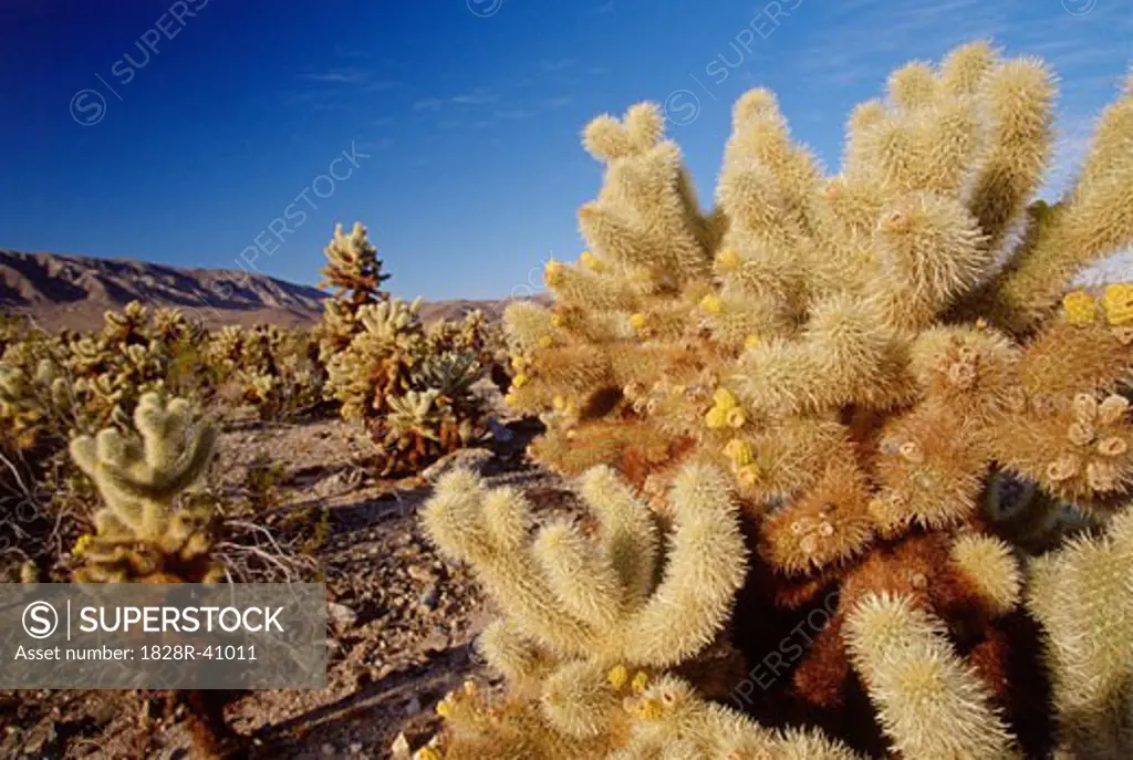 Cholla Cactus, Joshua Tree National Park, California, USA   