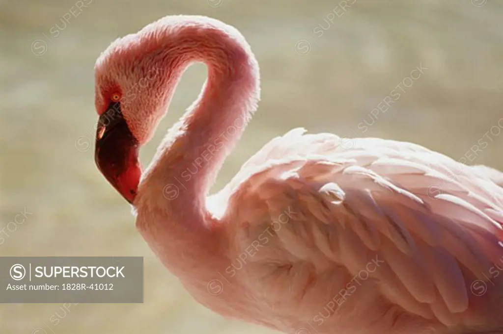 Flamingo, San Diego Zoo, California, USA   