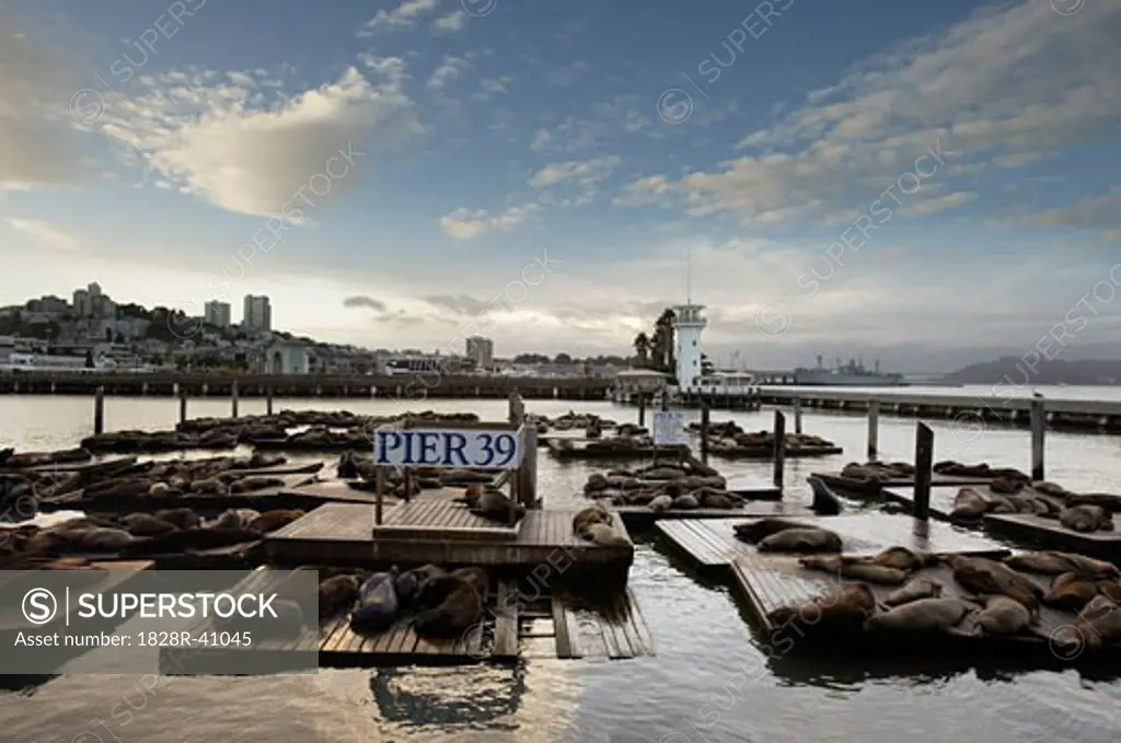Sea Lions at Pier 39, San Francisco, North California, California, USA   