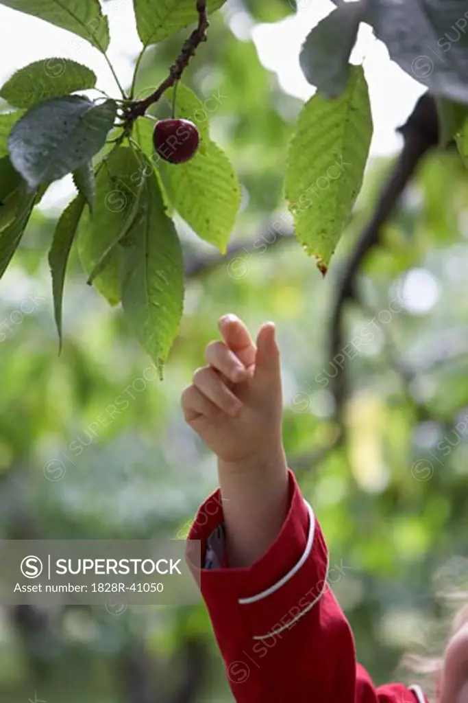 Girl Picking Cherries   