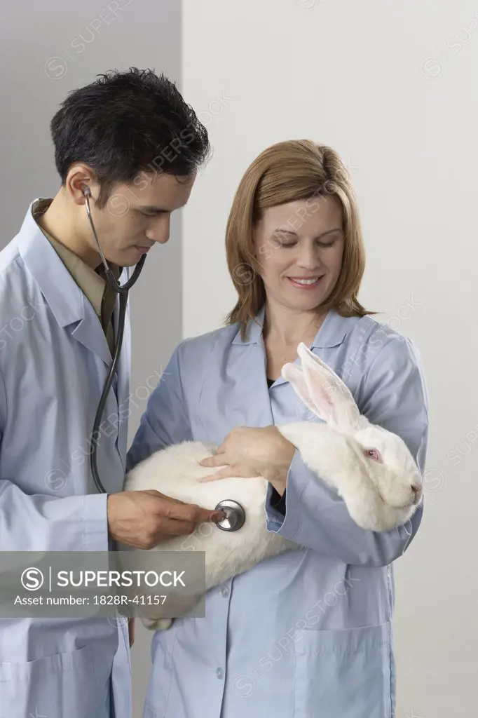 Veterinarians Listening to Giant Rabbit's Heartbeat   