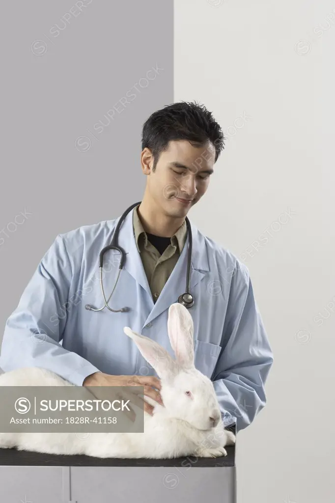 Veterinarian Examining Giant Rabbit   