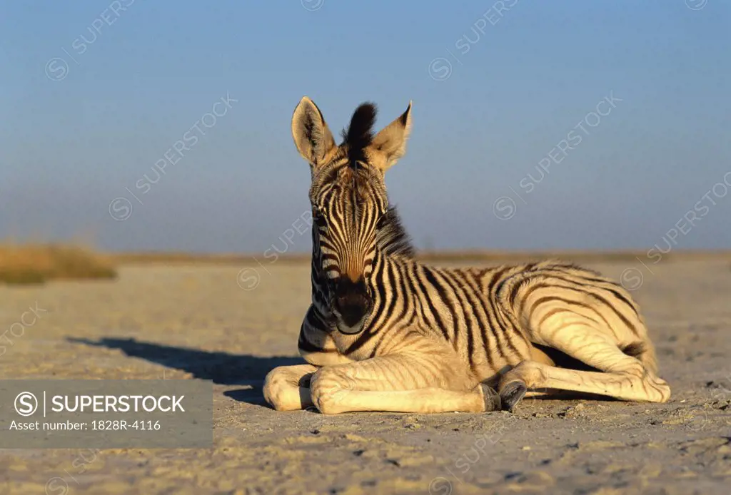 Portrait of Young Zebra Lying on Sand   
