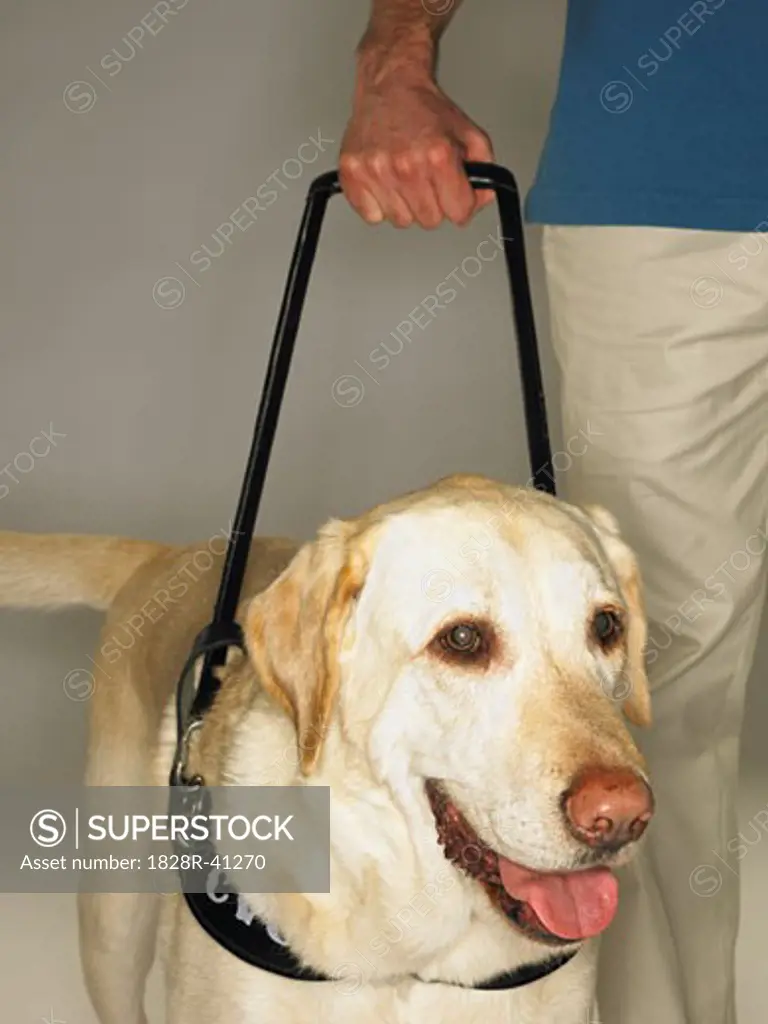 Man's Hand Holding Lead of Guide Dog   
