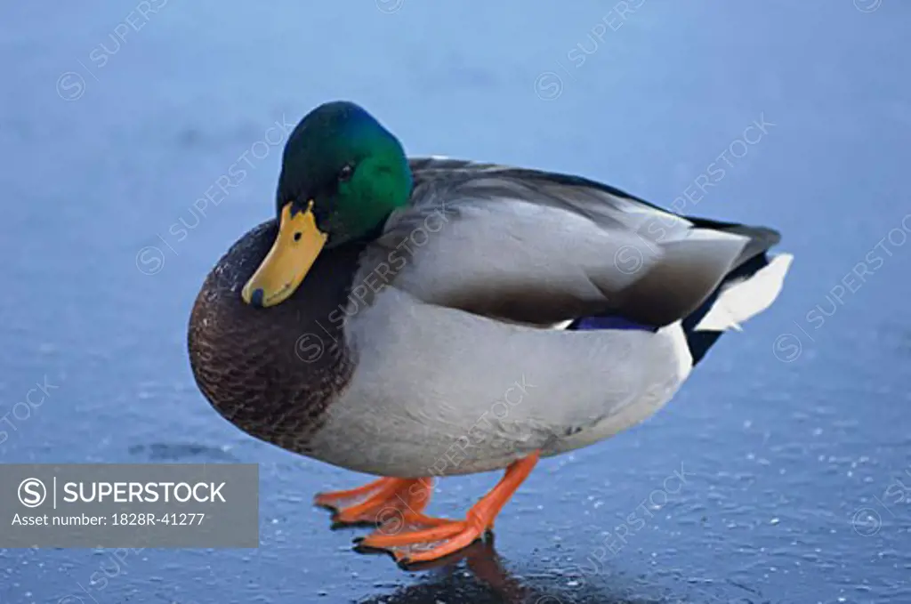 Mallard Duck   