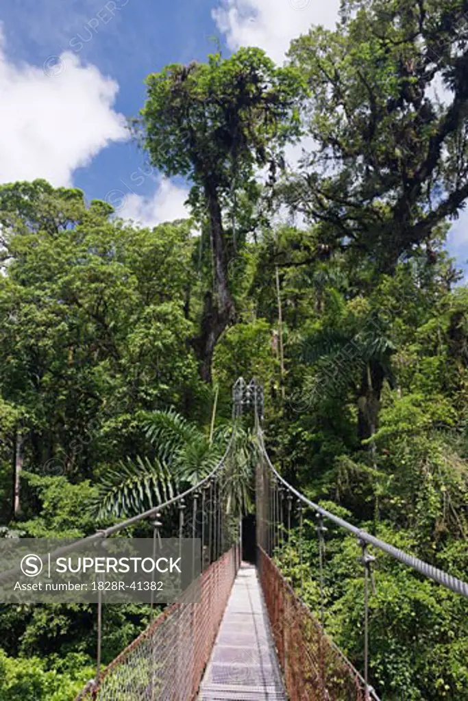 Hanging Bridge in Rainforest, Costa Rica   