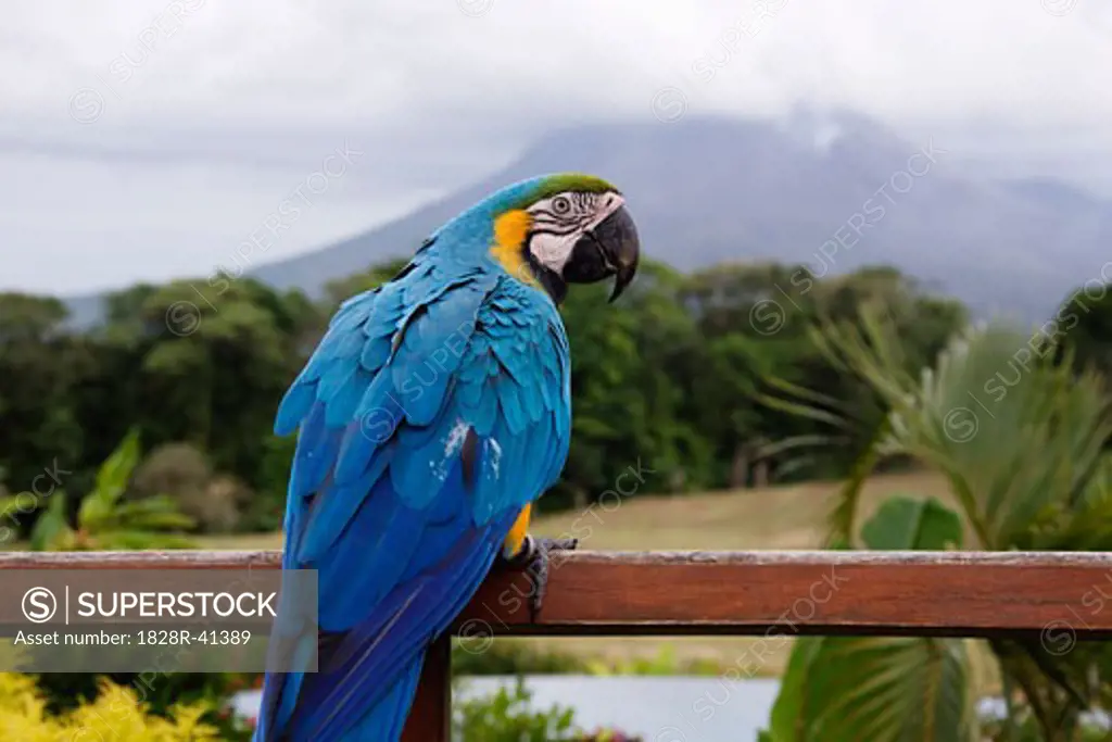 Blue and Yellow Macaw on Railing, Arenal Volcano, Costa Rica   
