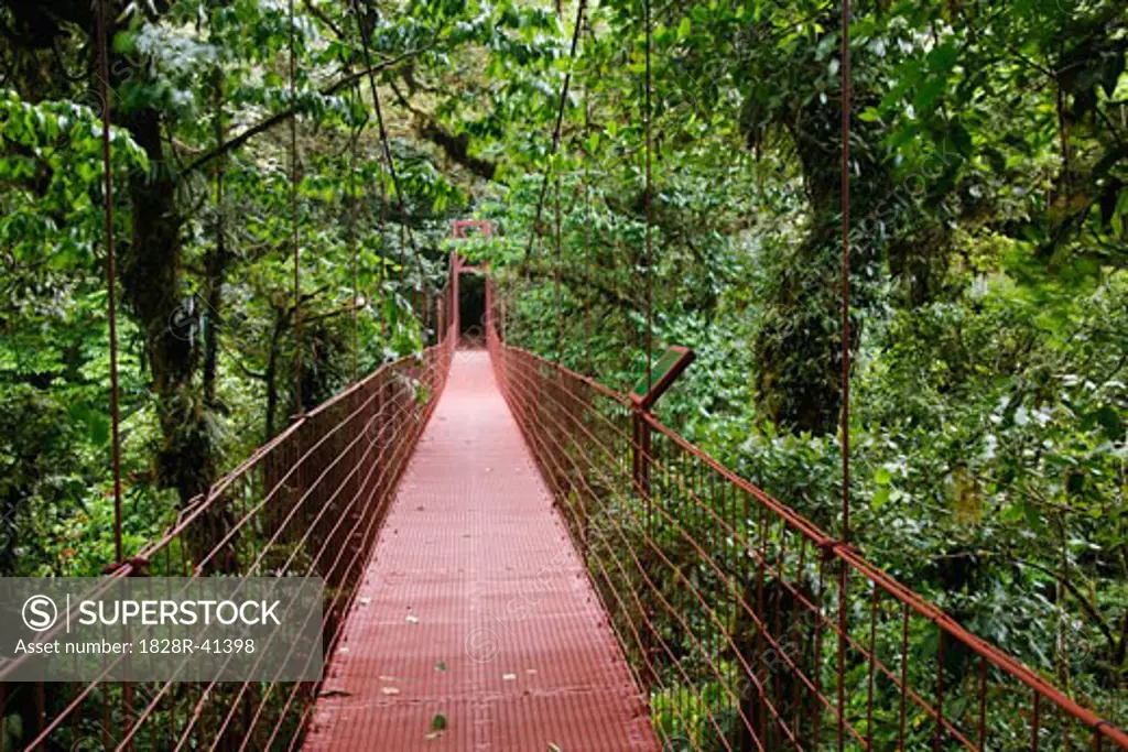 Hanging Bridge in Rainforest, Monteverde Rainforest Preserve, Costa Rica   