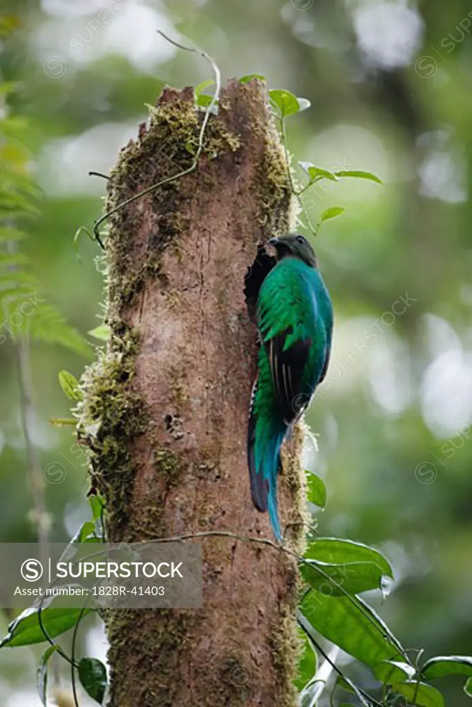 Female Resplendent Quetzal in Cloud Forest, Santa Elena, Costa Rica   