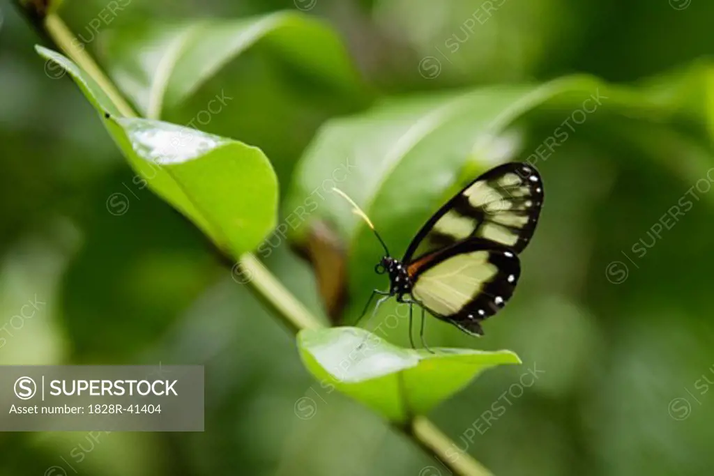 Butterfly on Branch   