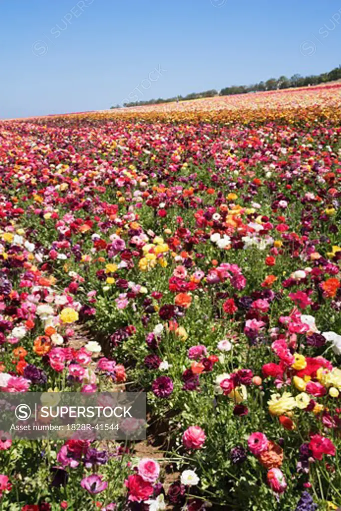 Ranunculus Flower Fields, Carlsbad, San Diego, California   