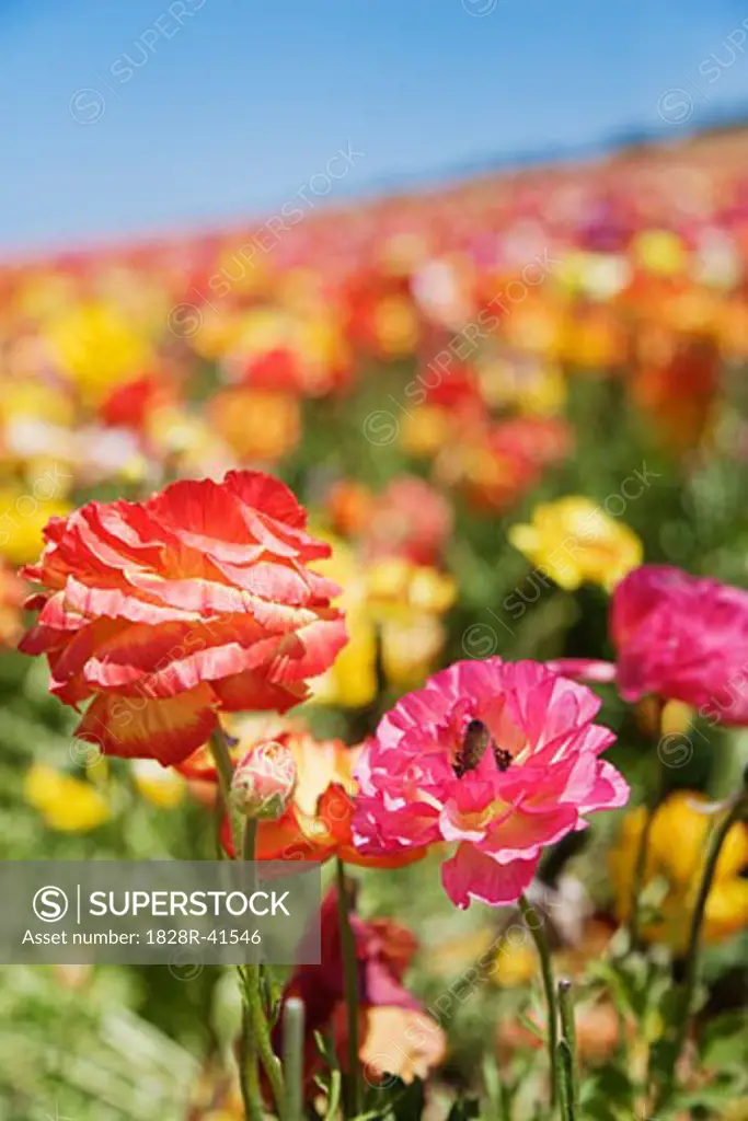 Ranunculus Flower Fields, Carlsbad, San Diego, California   