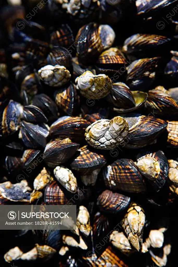 Mussels, San Pedro, California, USA   