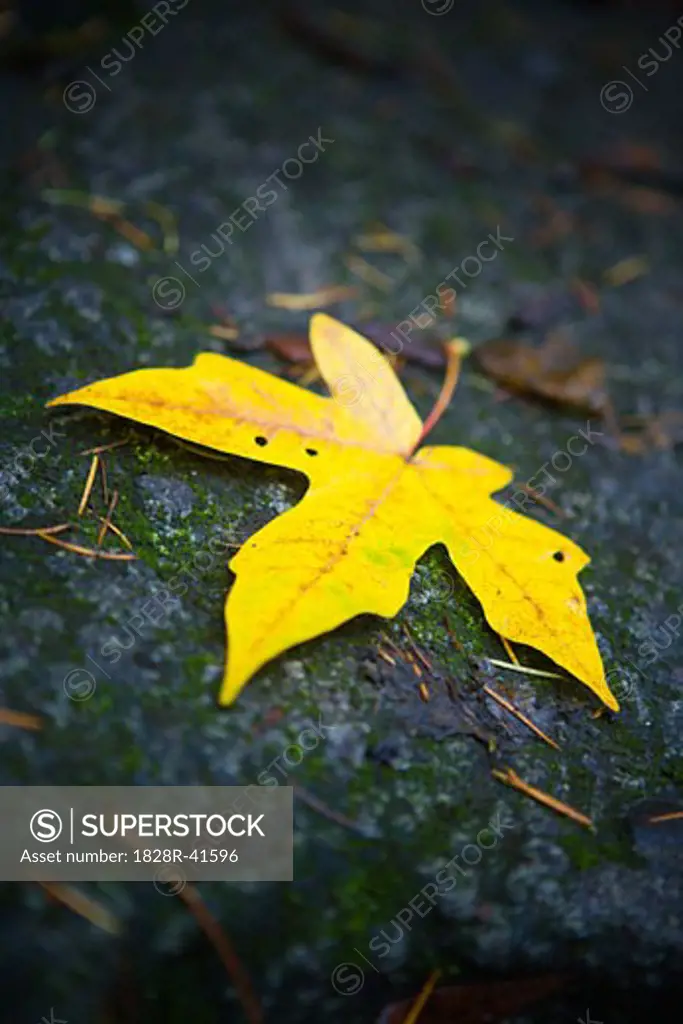 Fallen Leaf   