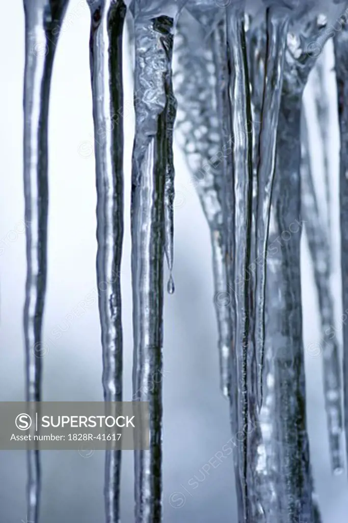 Close-up of Icicles   