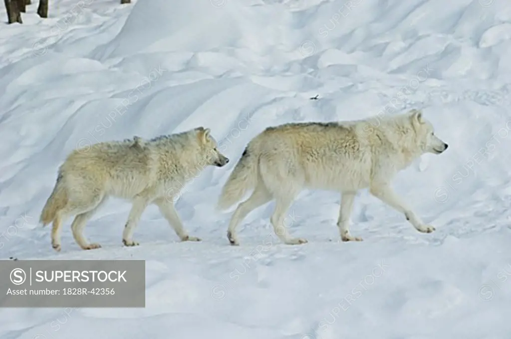 Arctic Wolves, Parc Omega, Montebello, Quebec, Canada   