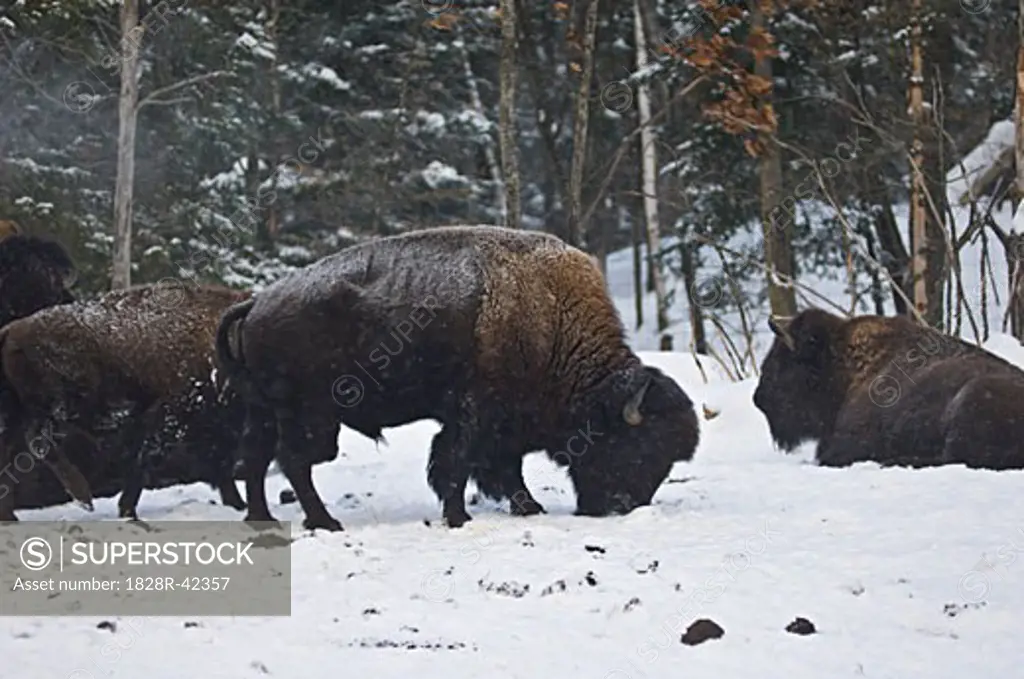 Bison Foraging in Snow, Parc Omega, Montebello, Quebec, Canada   