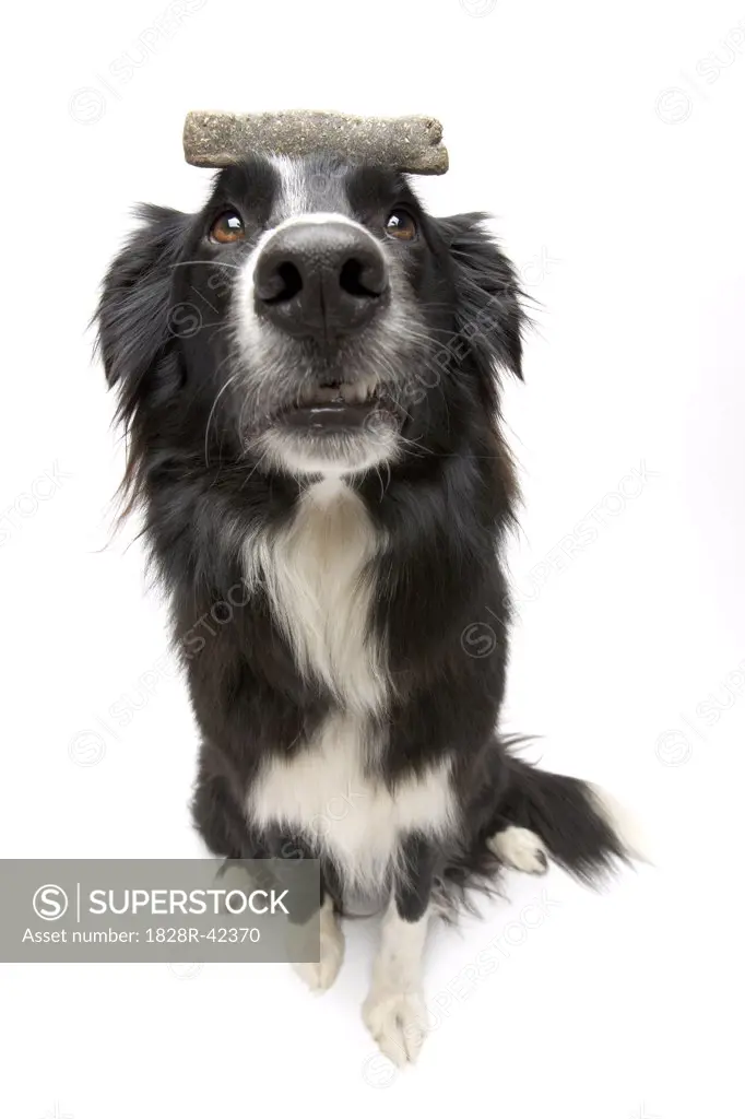 Portrait of Dog With Treat Balanced on Head   