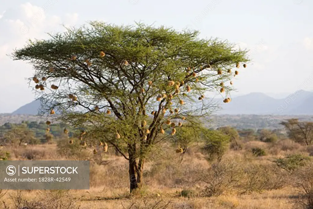 Samburu National Park, Kenya   