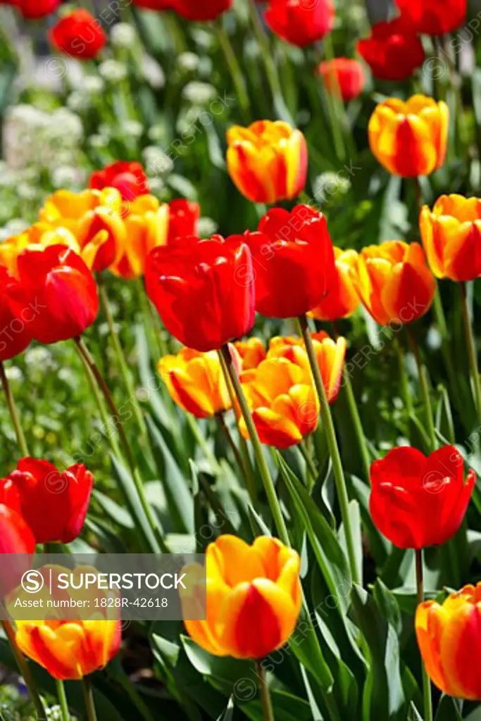 Tulips, Toronto, Ontario, Canada   