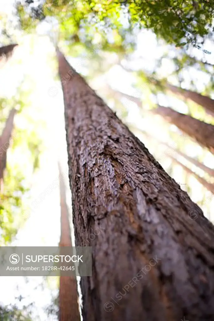 Looking Up at Coast Redwood Tree, Mill Valley, Marin County, California, USA   