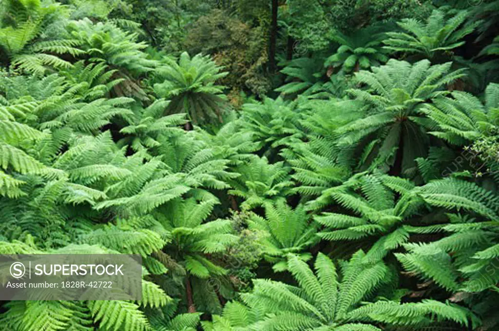 Tree Ferns, Rainforest, Tarra-Bulga National Park, Victoria, Australia   
