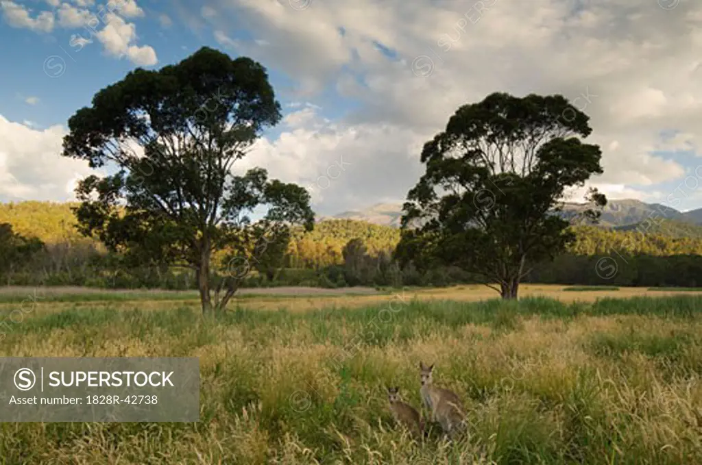 Eastern Grey Kangaroos, Geehi, Kosciuszko National Park, New South Wales, Australia   