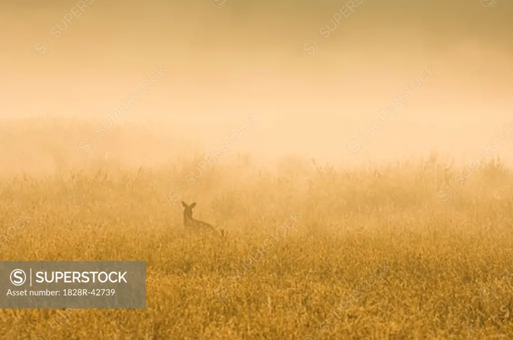 Eastern Grey Kangaroo, Kosciuszko National Park, New South Wales, Australia   