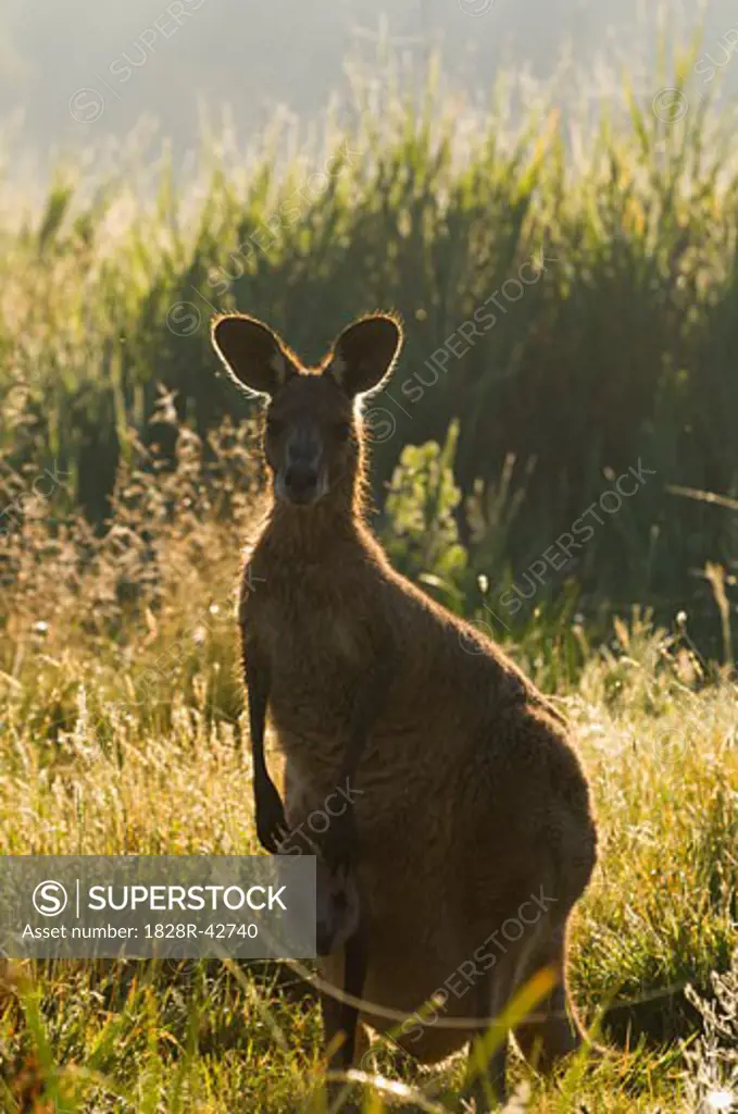 Eastern Grey Kangaroo, Geehi, Kosciuszko National Park, New South Wales, Australia   