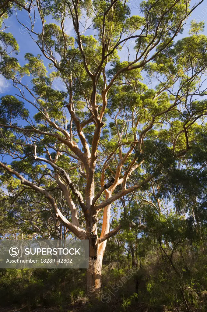 Karri Trees, Boranup Forest, Leeuwin-Naturaliste National Park, Western Australia, Australia   